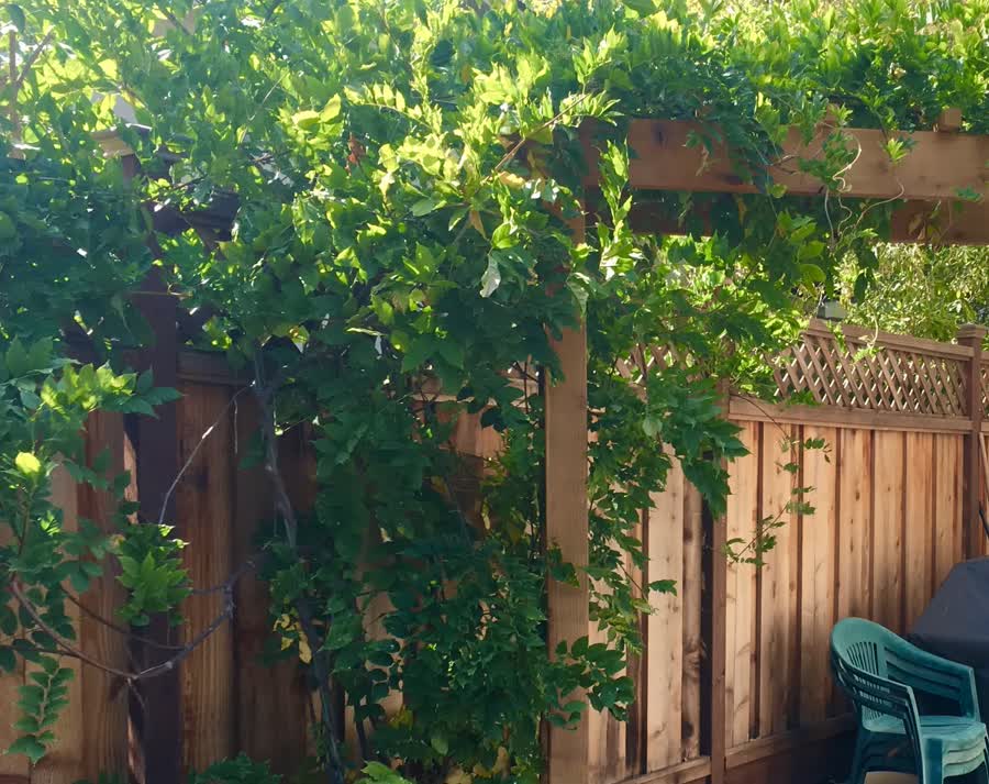 Wood arbor covered in climbing vine over a side yard beside a redwood fence